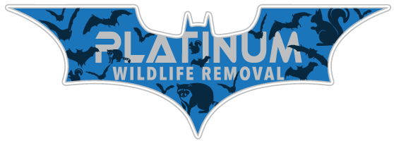 New Balitmore Bat Removal Experts